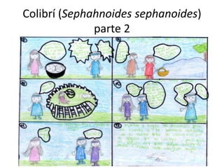 Colibrí (Sephahnoides sephanoides)
parte 2
 