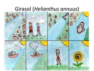 Girasol (Helianthus annuus)
 