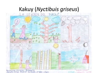 Kakuy (Nyctibuis griseus)
 