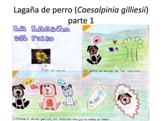 Lagaña de perro (Caesalpinia gilliesii)
parte 1
 