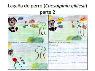 Lagaña de perro (Caesalpinia gilliesii)
parte 2
 