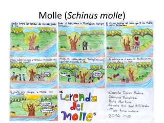 Molle (Schinus molle)
 