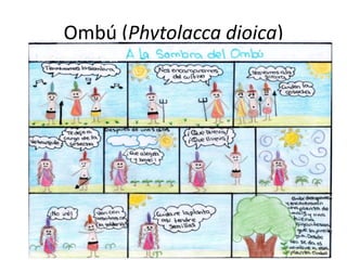 Ombú (Phytolacca dioica)
 