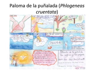 Paloma de la puñalada (Phlogeneas
cruentata)
 