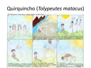 Quirquincho (Tolypeutes matacus)
 