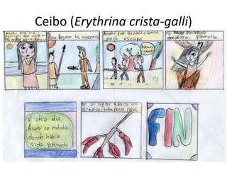 Ceibo (Erythrina crista-galli)
 