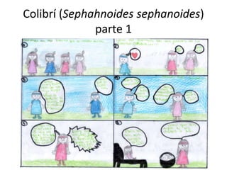 Colibrí (Sephahnoides sephanoides)
parte 1
 