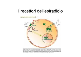 I recettori dell'estradiolo

 