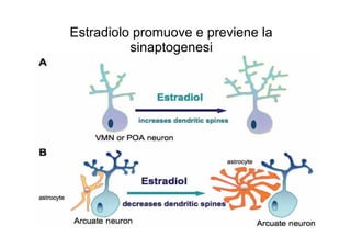 Estradiolo promuove e previene la
sinaptogenesi

 