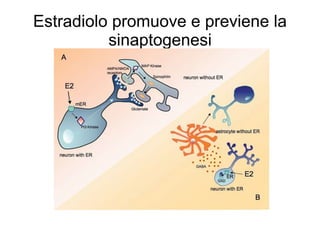 Estradiolo promuove e previene la
sinaptogenesi

 