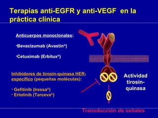 Anticuerpos monoclonales:
•Bevacizumab (Avastin®
)
•Cetuximab (Erbitux®
)
Inhibidores de tirosín-quinasa HER-
específico (pequeñas moléculas):
• Gefitinib (Iressa®
)
• Erlotinib (Tarceva®
)
Transducción de señales
Actividad
tirosín-
quinasa
Terapias anti-EGFR y anti-VEGF en la
práctica clínica
 