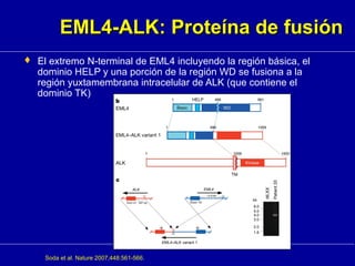 EML4-ALK: Proteína de fusiónEML4-ALK: Proteína de fusión
 El extremo N-terminal de EML4 incluyendo la región básica, el
dominio HELP y una porción de la región WD se fusiona a la
región yuxtamembrana intracelular de ALK (que contiene el
dominio TK)
Soda et al. Nature 2007;448:561-566.
 