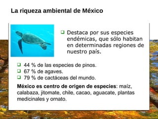 44 % de las especies de pinos. 67 % de agaves.  79 % de cactáceas del mundo.  México es centro de origen de especies : maíz, calabaza, jitomate, chile, cacao, aguacate, plantas medicinales y ornato. La riqueza ambiental de México Destaca por sus especies end é mi cas,  que sólo habitan en determinadas regiones de nuestro país.   