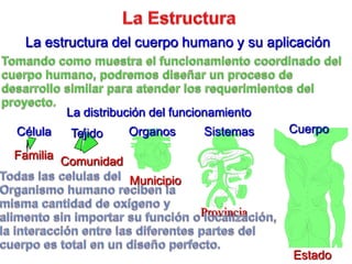 La EstructuraLa estructura del cuerpohumano y suaplicaciónTomandocomomuestra el funcionamientocoordinado del cuerpohumano, podremosdiseñar un proceso de desarrollo similar paraatender los requerimientos del proyecto.La distribución del funcionamientoCuerpoCélulaOrganosSistemasTejidoFamiliaComunidadTodaslascelulas del Organismohumanoreciben la mismacantidad de oxígeno y alimento sin importarsufunción o localización, la interacción entre lasdiferentespartes del cuerpoes total en un diseño perfecto.MunicipioProvinciaEstado