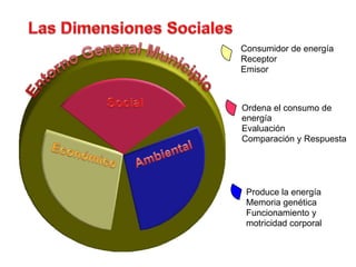 Las DimensionesSocialesConsumidor de energíaReceptorEmisorEntorno General MunicipioSocialOrdena el consumo de energíaEvaluaciónComparación y RespuestaAmbientalEconómicoProduce la energíaMemoriagenéticaFuncionamiento ymotricidad corporal