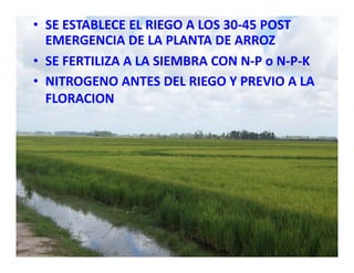 Estrategias competitividad desarrollo_sustentable