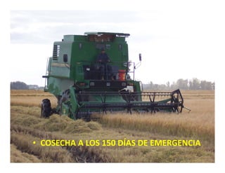 Estrategias competitividad desarrollo_sustentable