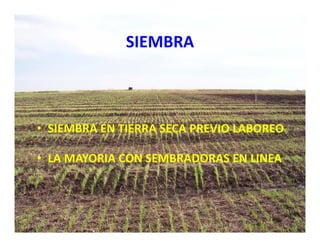 Estrategias competitividad desarrollo_sustentable