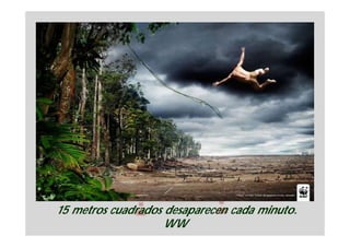 15 metros cuadrados desaparecen cada minuto.
                    WW
 