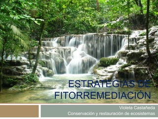 ESTRATEGIAS DE
FITORREMEDIACIÓN
Violeta Castañeda
Conservación y restauración de ecosistemas
 