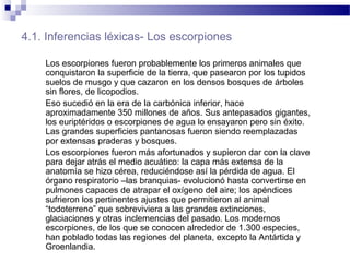 4.1. Inferencias léxicas- Los escorpiones
Los escorpiones fueron probablemente los primeros animales que
conquistaron la superficie de la tierra, que pasearon por los tupidos
suelos de musgo y que cazaron en los densos bosques de árboles
sin flores, de licopodios.
Eso sucedió en la era de la carbónica inferior, hace
aproximadamente 350 millones de años. Sus antepasados gigantes,
los euriptéridos o escorpiones de agua lo ensayaron pero sin éxito.
Las grandes superficies pantanosas fueron siendo reemplazadas
por extensas praderas y bosques.
Los escorpiones fueron más afortunados y supieron dar con la clave
para dejar atrás el medio acuático: la capa más extensa de la
anatomía se hizo cérea, reduciéndose así la pérdida de agua. El
órgano respiratorio –las branquias- evolucionó hasta convertirse en
pulmones capaces de atrapar el oxígeno del aire; los apéndices
sufrieron los pertinentes ajustes que permitieron al animal
“todoterreno” que sobreviviera a las grandes extinciones,
glaciaciones y otras inclemencias del pasado. Los modernos
escorpiones, de los que se conocen alrededor de 1.300 especies,
han poblado todas las regiones del planeta, excepto la Antártida y
Groenlandia.
 