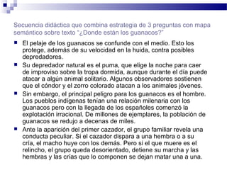 Secuencia didáctica que combina estrategia de 3 preguntas con mapa
semántico sobre texto “¿Donde están los guanacos?”
 El pelaje de los guanacos se confunde con el medio. Esto los
protege, además de su velocidad en la huida, contra posibles
depredadores.
 Su depredador natural es el puma, que elige la noche para caer
de improviso sobre la tropa dormida, aunque durante el día puede
atacar a algún animal solitario. Algunos observadores sostienen
que el cóndor y el zorro colorado atacan a los animales jóvenes.
 Sin embargo, el principal peligro para los guanacos es el hombre.
Los pueblos indígenas tenían una relación milenaria con los
guanacos pero con la llegada de los españoles comenzó la
explotación irracional. De millones de ejemplares, la población de
guanacos se redujo a decenas de miles.
 Ante la aparición del primer cazador, el grupo familiar revela una
conducta peculiar. Si el cazador dispara a una hembra o a su
cría, el macho huye con los demás. Pero si el que muere es el
relincho, el grupo queda desorientado, detiene su marcha y las
hembras y las crías que lo componen se dejan matar una a una.
 