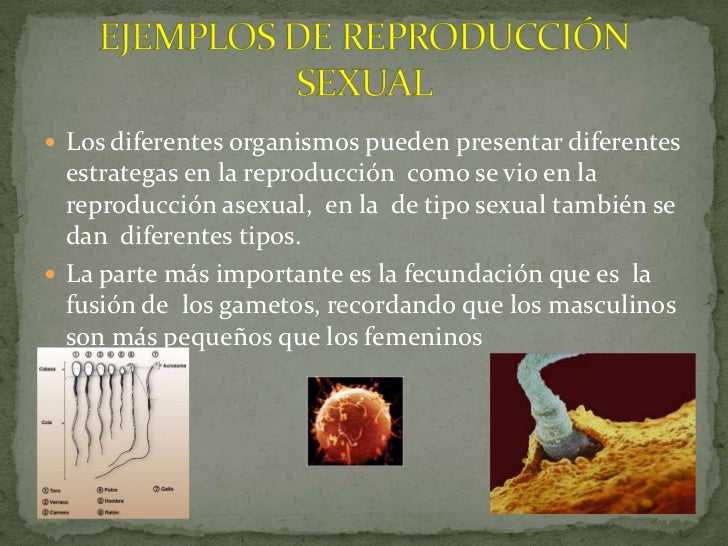 Estrategias de reproduccion de los organismos