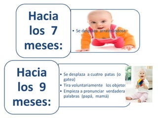 • Se desplaza arrastrándose
Hacia
los 7
meses:
• Se desplaza a cuatro patas (o
gatea)
• Tira voluntariamente los objetos
• Empieza a pronunciar verdaderas
palabras (papá, mamá)
Hacia
los 9
meses:
 