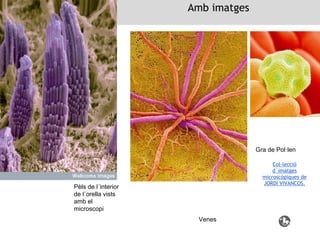 Col·lecció
d´imatges
microscòpiques de
JORDI VIVANCOS.
Amb imatges
Venes
Pèls de l´interior
de l´orella vists
amb el
microscopi
Gra de Pol·len
 