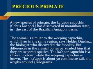 PRECIOUS PRIMATE A new species of primate, the ka`apor capuchin  (Cebus Kaapori ) has discovered in maranhão state, in  the east of the Brazilian Amazon  basin. The animal is similar to the weeping capuchin,  which lives in the same region, says Helder Queiroz, the biologist who discovered the monkey. But  differences in the cranial bones persuaded him that they are separate species. The ka’apor capuchin is a silvery  colour, while the weeping capuchin is  brown. The  ka’apor is about 50 centimetre tail, and weighs around 3 kilograms. 