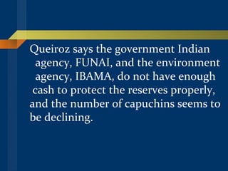 Queiroz says the government Indian  agency, FUNAI, and the environment  agency, IBAMA, do not have enough  cash to protect the reserves properly,  and the number of capuchins seems to be declining.   