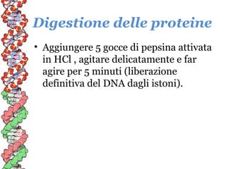 Digestione delle proteine
• Aggiungere 5 gocce di pepsina attivata
in HCl , agitare delicatamente e far
agire per 5 minuti (liberazione
definitiva del DNA dagli istoni).

 