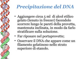 Precipitazione del DNA
• Aggiungere circa 5 ml di alcol etilico
gelato (tenuto in freezer) facendolo
scorrere lungo le pareti della provetta,
mantenuta inclinata, in modo da farlo
stratificare sulla soluzione.
• Far riposare nel portaprovette;
• Osservare il DNA che appare come un
filamento gelatinoso nello strato
superiore di etanolo.

 