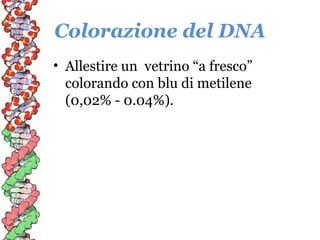 Colorazione del DNA
• Allestire un vetrino “a fresco”
colorando con blu di metilene
(0,02% - 0.04%).

 