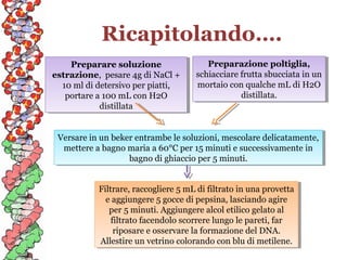 Ricapitolando….
Preparare soluzione
Preparare soluzione
estrazione, pesare 4g di NaCl +
estrazione, pesare 4g di NaCl +
10 ml di detersivo per piatti,
10 ml di detersivo per piatti,
portare aa100 mL con H2O
portare 100 mL con H2O
distillata
distillata

Preparazione poltiglia,
Preparazione poltiglia,
schiacciare frutta sbucciata in un
schiacciare frutta sbucciata in un
mortaio con qualche mL di H2O
mortaio con qualche mL di H2O
distillata.
distillata.

Versare in un beker entrambe le soluzioni, mescolare delicatamente,
Versare in un beker entrambe le soluzioni, mescolare delicatamente,
mettere aabagno maria aa60°C per 15 minuti eesuccessivamente in
mettere bagno maria 60°C per 15 minuti successivamente in
bagno di ghiaccio per 5 minuti.
bagno di ghiaccio per 5 minuti.
Filtrare, raccogliere 5 mL di filtrato in una provetta
Filtrare, raccogliere 5 mL di filtrato in una provetta
eeaggiungere 5 gocce di pepsina, lasciando agire
aggiungere 5 gocce di pepsina, lasciando agire
per 5 minuti. Aggiungere alcol etilico gelato al
per 5 minuti. Aggiungere alcol etilico gelato al
filtrato facendolo scorrere lungo le pareti, far
filtrato facendolo scorrere lungo le pareti, far
riposare eeosservare la formazione del DNA.
riposare osservare la formazione del DNA.
Allestire un vetrino colorando con blu di metilene.
Allestire un vetrino colorando con blu di metilene.

 