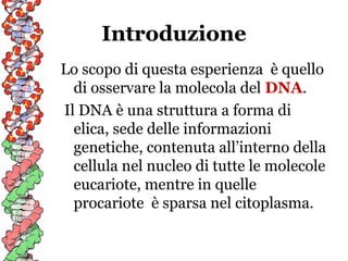 Introduzione
Lo scopo di questa esperienza è quello
di osservare la molecola del DNA.
Il DNA è una struttura a forma di
elica, sede delle informazioni
genetiche, contenuta all’interno della
cellula nel nucleo di tutte le molecole
eucariote, mentre in quelle
procariote è sparsa nel citoplasma.

 