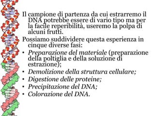 Il campione di partenza da cui estrarremo il
DNA potrebbe essere di vario tipo ma per
la facile reperibilità, useremo la polpa di
alcuni frutti.
Possiamo suddividere questa esperienza in
cinque diverse fasi:
• Preparazione del materiale (preparazione
della poltiglia e della soluzione di
estrazione);
• Demolizione della struttura cellulare;
• Digestione delle proteine;
• Precipitazione del DNA;
• Colorazione del DNA.

 