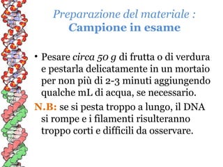 Preparazione del materiale :
Campione in esame
• Pesare circa 50 g di frutta o di verdura
e pestarla delicatamente in un mortaio
per non più di 2-3 minuti aggiungendo
qualche mL di acqua, se necessario.
N.B: se si pesta troppo a lungo, il DNA
si rompe e i filamenti risulteranno
troppo corti e difficili da osservare.

 