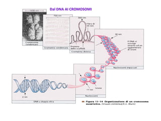 Dal DNA AI CROMOSOMI

 