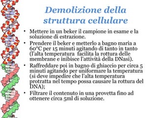 Demolizione della
struttura cellulare
• Mettere in un beker il campione in esame e la
soluzione di estrazione.
• Prendere il beker e metterlo a bagno maria a
60°C per 15 minuti agitando di tanto in tanto
(l’alta temperatura facilita la rottura delle
membrane e inibisce l’attività della DNasi).
• Raffreddare poi in bagno di ghiaccio per circa 5
minuti agitando per uniformare la temperatura
(si deve impedire che l’alta temperatura
protratta nel tempo possa causare la rottura del
DNA);
• Filtrare il contenuto in una provetta fino ad
ottenere circa 5ml di soluzione.

 