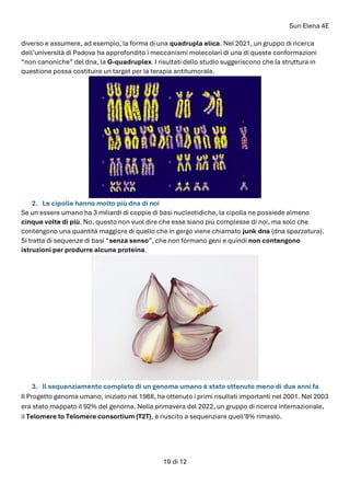 Sun Elena 4E
10 di 12
diverso e assumere, ad esempio, la forma di una quadrupla elica. Nel 2021, un gruppo di ricerca
dell’università di Padova ha approfondito i meccanismi molecolari di una di queste conformazioni
“non canoniche” del dna, la G-quadruplex. I risultati dello studio suggeriscono che la struttura in
questione possa costituire un target per la terapia antitumorale.
2. Le cipolle hanno molto più dna di noi
Se un essere umano ha 3 miliardi di coppie di basi nucleotidiche, la cipolla ne possiede almeno
cinque volte di più. No, questo non vuol dire che esse siano più complesse di noi, ma solo che
contengono una quantità maggiore di quello che in gergo viene chiamato junk dna (dna spazzatura).
Si tratta di sequenze di basi “senza senso”, che non formano geni e quindi non contengono
istruzioni per produrre alcuna proteina.
3. Il sequenziamento completo di un genoma umano è stato ottenuto meno di due anni fa
Il Progetto genoma umano, iniziato nel 1988, ha ottenuto i primi risultati importanti nel 2001. Nel 2003
era stato mappato il 92% del genoma. Nella primavera del 2022, un gruppo di ricerca internazionale,
il Telomere to Telomere consortium (T2T), è riuscito a sequenziare quell’8% rimasto.
 