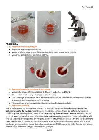 Sun Elena 4E
6 di 12
PROCEDURA:
1. Preparazione della poltiglia
• Tagliare 2 fragole a cubetti piccoli
• Versare nel mortaio e schiacciare con il pestello fino a formare una poltiglia
• Versare la poltiglia in un Becker da 250mL.
2. Preparazione della soluzione di estrazione
• Versate 3 g di sale e 90 mL di acqua distillata in un becker da 250mL
• Mescolare fino alla completa dissoluzione del sale;
• Con la siringa, prelevate 10 mL di detersivo liquido e 10mL di succo all’ananas con la pipetta
graduata e aggiungerli alla soluzione salina
• Mescolare per omogeneizzare la soluzione, evitando di produrre bolle.
3. Estrazione del DNA
Il DNA è contenuto nel nucleo delle cellule. Per liberarlo, è necessario demolire le membrane
cellulari e quelle del nucleo. Poiché queste membrane sono costituite da fosfolipidi, molecole
ricche di grassi, le scioglieremo usando del detersivo liquido e succo all’ananas. Useremo anche
un po' di sale che ha la funzione di facilitare l'eliminazione delle proteine su cui è avvolto il DNA (gli
istoni). La poltiglia verrà portata a 60°C per accelerare e favorire il processo, oltre che per disattivare
certi enzimi quali la DNasi che potrebbero degradare il DNA. La permanenza a quella temperatura
per lungo tempo comincia però a degradare ugualmente il DNA frammentandolo. Questa è la ragione
per cui, dopo 15 minuti, bisogna raffreddare la poltiglia.
 