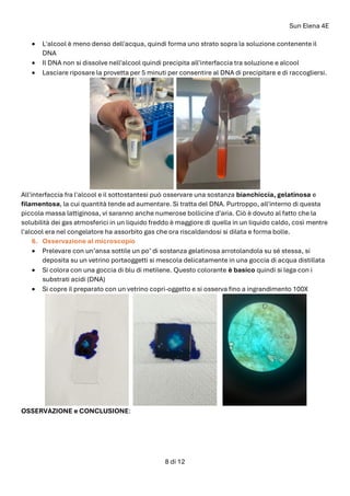 Sun Elena 4E
8 di 12
• L'alcool è meno denso dell'acqua, quindi forma uno strato sopra la soluzione contenente il
DNA
• Il DNA non si dissolve nell'alcool quindi precipita all'interfaccia tra soluzione e alcool
• Lasciare riposare la provetta per 5 minuti per consentire al DNA di precipitare e di raccogliersi.
All'interfaccia fra l'alcool e il sottostantesi può osservare una sostanza bianchiccia, gelatinosa e
filamentosa, la cui quantità tende ad aumentare. Si tratta del DNA. Purtroppo, all'interno di questa
piccola massa lattiginosa, vi saranno anche numerose bollicine d'aria. Ciò è dovuto al fatto che la
solubilità dei gas atmosferici in un liquido freddo è maggiore di quella in un liquido caldo, così mentre
l'alcool era nel congelatore ha assorbito gas che ora riscaldandosi si dilata e forma bolle.
6. Osservazione al microscopio
• Prelevare con un’ansa sottile un po’ di sostanza gelatinosa arrotolandola su sé stessa, si
deposita su un vetrino portaoggetti si mescola delicatamente in una goccia di acqua distillata
• Si colora con una goccia di blu di metilene. Questo colorante è basico quindi si lega con i
substrati acidi (DNA)
• Si copre il preparato con un vetrino copri-oggetto e si osserva fino a ingrandimento 100X
OSSERVAZIONE e CONCLUSIONE:
 