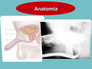 AnatomiaAnatomia
 
