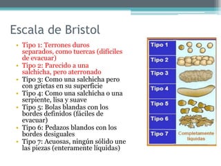 Escala de Bristol
• Tipo 1: Terrones duros
separados, como tuercas (difíciles
de evacuar)
• Tipo 2: Parecido a una
salchicha, pero aterronado
• Tipo 3: Como una salchicha pero
con grietas en su superficie
• Tipo 4: Como una salchicha o una
serpiente, lisa y suave
• Tipo 5: Bolas blandas con los
bordes definidos (fáciles de
evacuar)
• Tipo 6: Pedazos blandos con los
bordes desiguales
• Tipo 7: Acuosas, ningún sólido une
las piezas (enteramente líquidas)
 