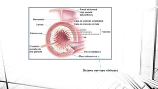 Sistema nervioso intrínseco
 