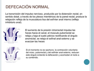 DEFECACIÓN NORMAL
La transmisión del impulso nervioso, producido por la distensión rectal, en
sentido distal, a través de los plexos mientéricos de la pared rectal, produce la
relajación refleja de la musculatura lisa del esfínter anal interno (reflejo
inhibitorio anal).
.
Si el momento no es oportuno, la contracción voluntaria
del músc. puborrectal y del esfinter anal externo, reducen
este ángulo evitando la defecación y acomodan el recto a
su contenido.
El aumento de la presión intrarrectal impulsa las
heces hacia el canal, el músculo puborrectal se
relaja y baja el suelo pélvico rectificando el ángulo
anorrectal, se relaja el esfinal anal externo y se
evacúan las heces
 