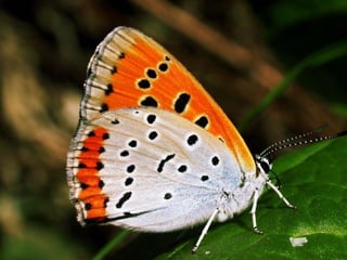 Nos morros e nos campos,
  no sol e no sereno.
 Zelando por florestas,
 cuidando os animais.
 
