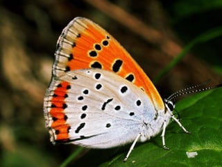 Mulher e mãe de todos
o que será de nós 
se a força do inimigo
calar a tua voz.
 