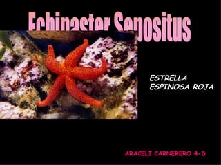 Echinaster Sepositus ARACELI CARNERERO 4-D ESTRELLA ESPINOSA ROJA 